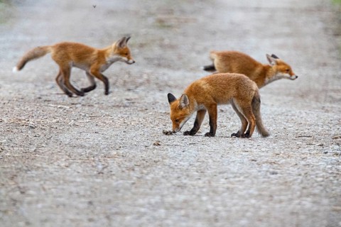 Fox (Vulpes vulpes) puppies Germany