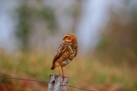 Burrowing owl (Speotyto cunicularia) Pantanal Brazil