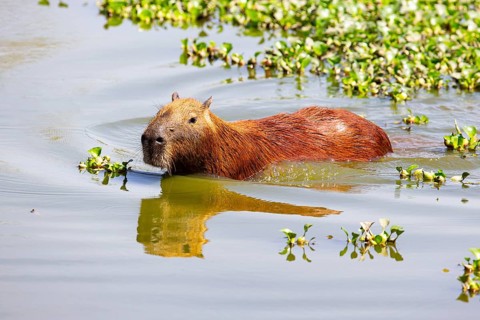 Capybara (Hydrochaeris hydrochaeris) Pantanal Brazil