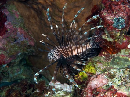 A Pacific red lionfish (Pterois volitans) with distinctive fins swims through a colourful reef,