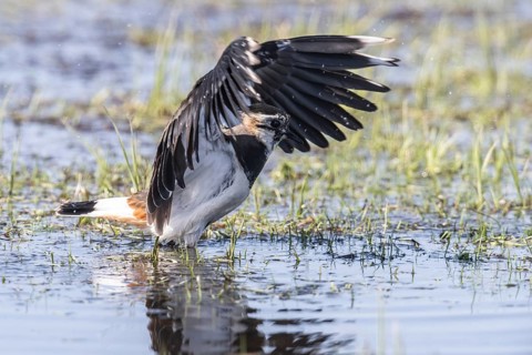 Lapwing (Vanellus vanellus), fledging, Lower Saxony, Germany, Europe
