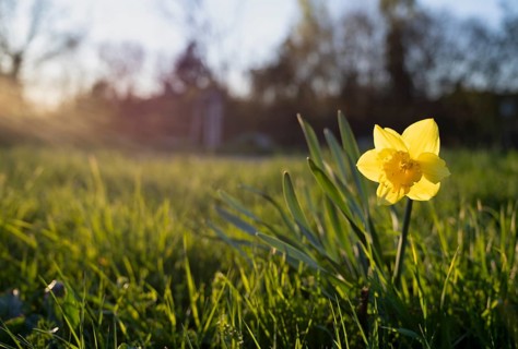 Blooming daffodils, wild daffodils (Narcissus), meadow, Stuttgart, Baden-Württemberg, Germany,