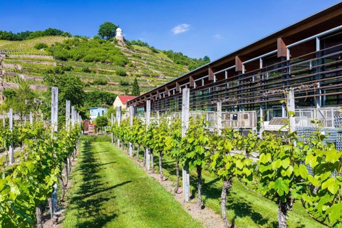Show vineyard at the production building in the castle park, in the background the vineyards and