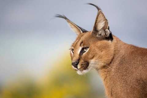 Caracal (Caracal caracal) adult portrait, Castile-La Mancha, Spain, Europe