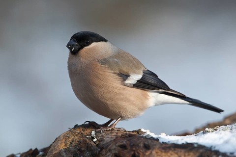Eurasian Bullfinch (Pyrrhula pyrrhula) female, Rhineland-Palatinate, Germany, Europe