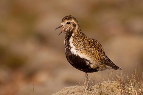 European Golden Plover (Pluvialis apricaria), Iceland, Europe