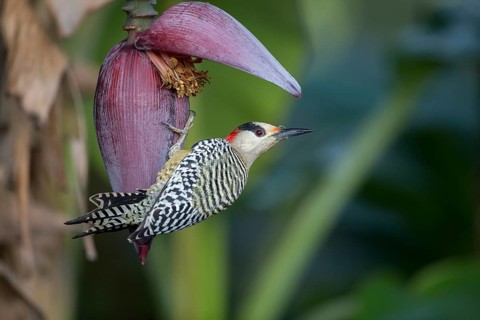 West Indian Woodpecker (Melanerpes superciliaris) female, Cuba, Central America