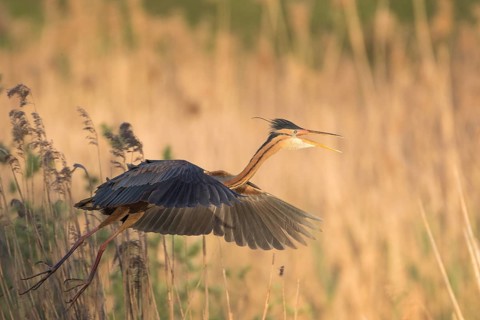 Purple Heron (Ardea purpurea) flying, Baden-Wuerttemberg, Germany, Europe
