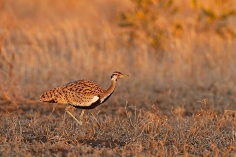 Black-bellied Bustard (Lissotis melanogaster), Kruger Park, South Africa, Africa