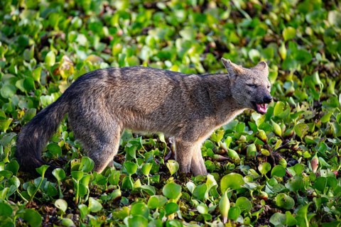 South American forest fox (Cerdocyon thous) Pantanal Brazil