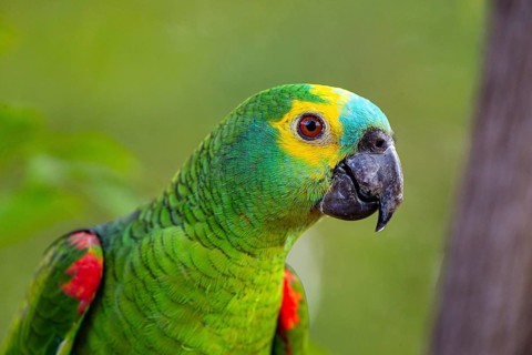 Blue-fronted Amazon (Amazona aestiva (Pantanal Brazil