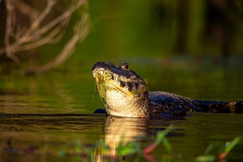 Spectacled caiman (Caiman crocodilius) Pantanal Brazil