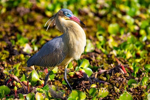 Whistling heron (Syrigma sibilatrix) Pantanal Brazil