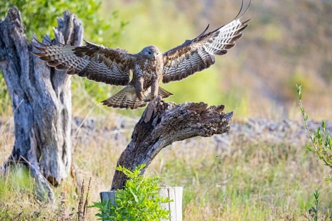Common buzzard (Buteo buteo) Germany