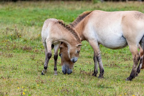 Przewalski's horse (Equus przewalski) capive Germany