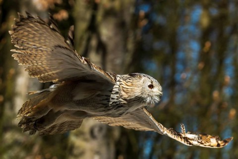 Owl soaring through the air against a blue sky and trees in the background, Siberian Eagle Owl
