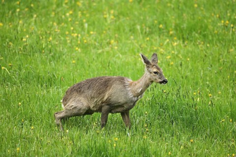 Roe deer (Capreolus capreolus) doe in winter coat in the dandelion meadow (Taraxacum) Allgäu,