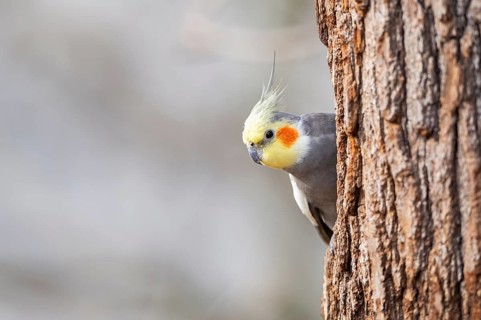 Cockatiel (Nymphicus hollandicus) sitting on a tree trunk, Bavaria, Germany, Europe