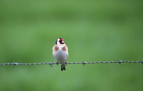 Goldfinch, (Carduelis carduelis) sitting on a pasture fence, barbed wire