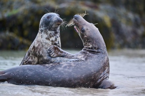 Grey seal (Halichoerus grypus) playing with each other in the water, sea, Düne, Helgoland,