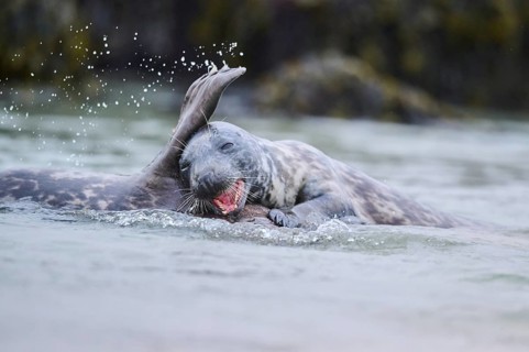 Grey seal (Halichoerus grypus) playing with each other in the water, sea, Düne, Helgoland,