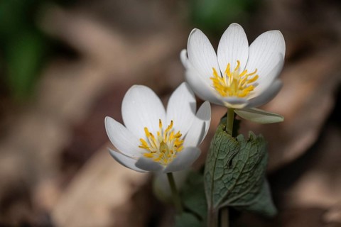 Canadian bloodroot (Sanguinaria canadensis), Emsland, Lower Saxony, Germany, Europe