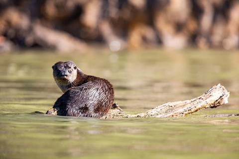 Southern river otter (Lontra longicaudis) Pantanal Brazil