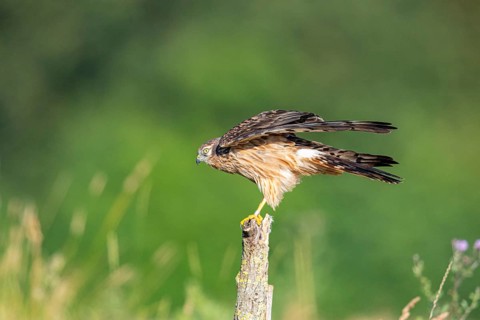 Montagu's harrier (Circus pygargus) wbl Germany