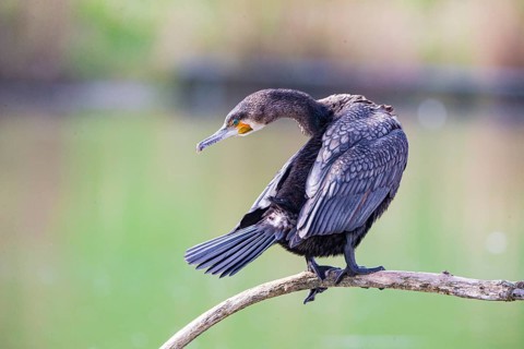 Cormorant (Phalacrocorax carbo) Germany