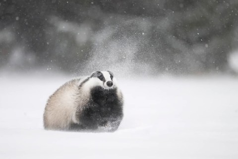 Badger in the snow, Wittlich, Rhineland-Palatinate, Germany, Europe