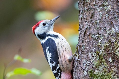 Middle spotted woodpecker (Dendrocopus medius) Germany