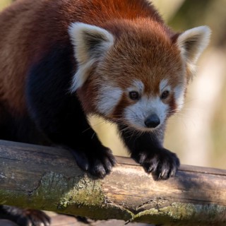 Western Red panda, Red panda (Ailurus fulgens), portrait, occurring in South Asia, captive