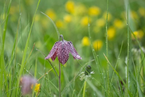 Chequerboard flowers (Fritillaria meleagris), Lower Saxony, Germany, Europe