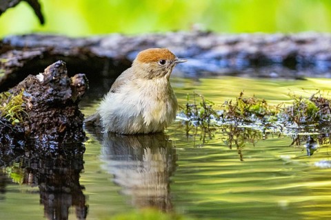 Blackcap (Sylvia atricapilla) wbl while bathing Germany