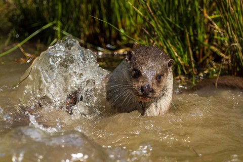 An otter dives out of the water with splashes around it, European otter (Lutra lutra), Germany,