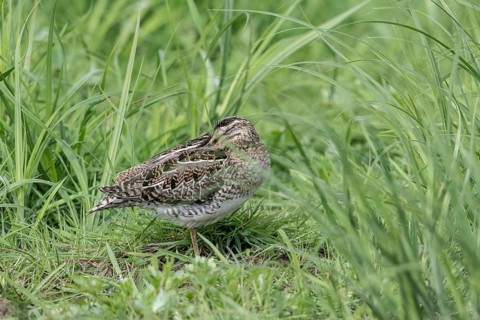Common snipe (Gallinago gallinago), Lower Saxony, Germany, Europe