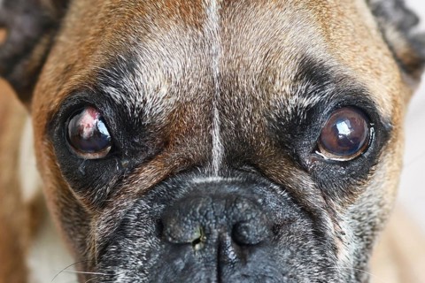 French Bulldog dog with partly healed surgical implanted conjunctival flap covering eye used as