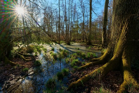 Riparian forest, large tree roots in the foreground of a sunny, swampy forest area, oak, spring,