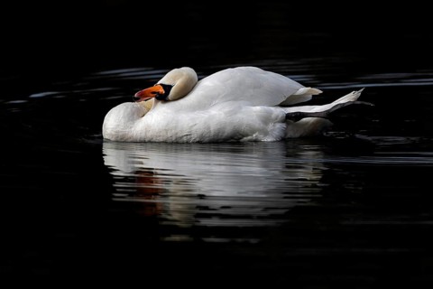 Mute Swan (Cygnus olor), Baden-Wuerttemberg, Germany, Europe