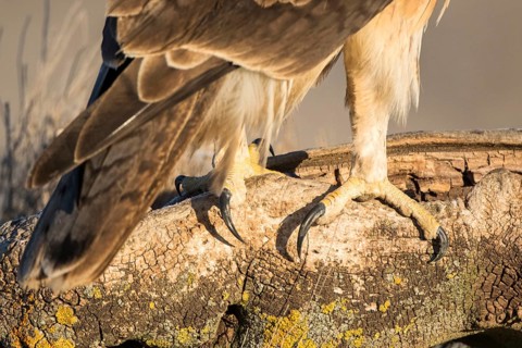 Bonelli's Eagle (Aquila fasciata) claws of a juvenile, Castile-La Mancha, Spain, Europe