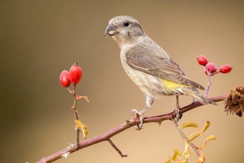 Red Crossbill (Loxia curvirostra) female perched on a branch, Aragon, Spain, Europe