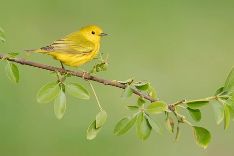 American Yellow Warbler (Setophaga aestiva) perched on a branch, Texas, USA, North America