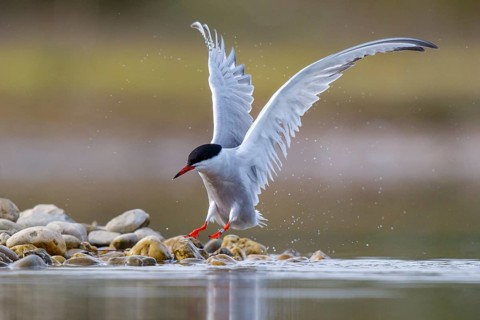 Common Tern (Sterna hirundo), North Rhine-Westphalia, Germany, Europe