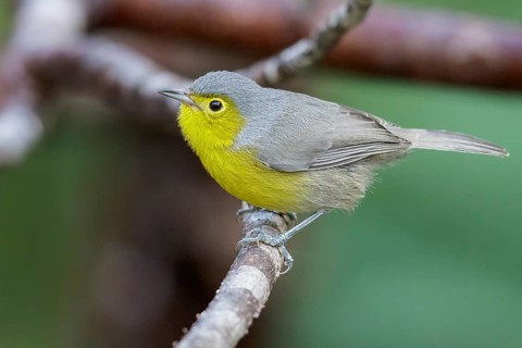 Oriente Warbler (Teretistris fornsi) perched on a branch in Cuba