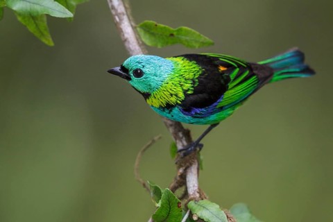 Green-headed Tanager (Tangara seledon) perched on a branch in the Atlantic rainforest of southeast