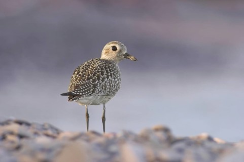 Grey Plover (Pluvialis squatarola), Ontario, Canada, North America