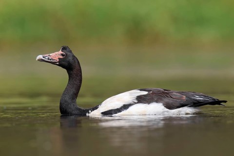 Magpie Goose (Anseranas semipalmata)