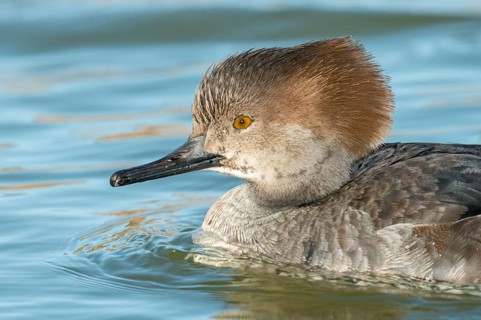 Hooded Merganser (Lophodytes cucullatus) female, Arizona, USA, North America