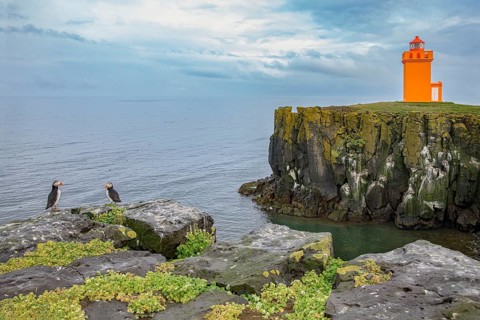 Atlantic Puffin (Fratercula arctica), Iceland, Europe