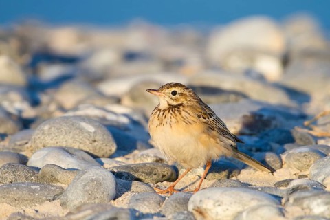 Richard's Pipit (Anthus richardi), Schleswig-Holstein, Germany, Europe
